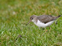 Spotted Sandpiper _J4X4278