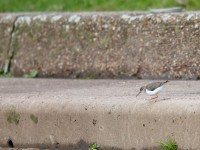 Spotted Sandpiper _J4X4317