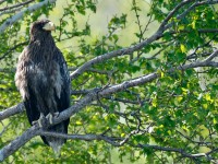 Steller's Eagle _J4X1835