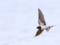 Swallow _M2A6197