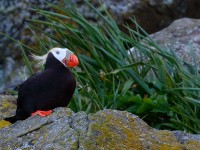Tufted Puffin _M2A3362