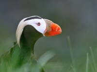 Tufted Puffin _M2A7618
