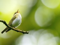 Wood Warbler _J4X1213