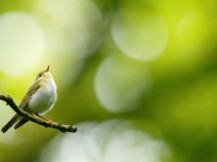 Wood Warbler _J4X1217