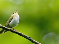 Wood Warbler _J4X1311