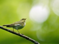 Wood Warbler _J4X1378