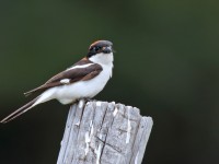 Woodchat Shrike _M2A9915