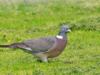 Woodpigeon _M2A6351 copy