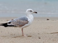 Yellow-legged Gull 2ndw_J4X3742
