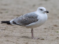Yellow-legged Gull 2ndw_J4X3770