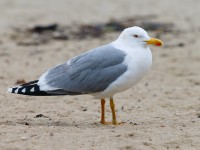 Yellow-legged Gull adult _J4X3755