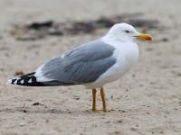 Yellow-legged Gull adult _J4X3758