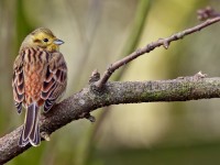 Yellowhammer _J4X7847