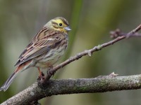 Yellowhammer _J4X8046