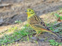 Yellowhammer _M2A3004