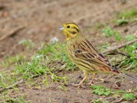Yellowhammer _M2A3048 copy