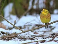 Yellowhammer _M2A4722
