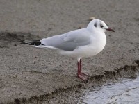 01-162011black-headed-gull