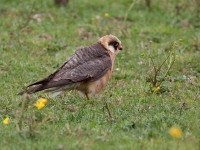 06-222011red-footed-falcon