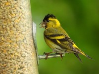 07-152011siskin