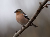 chaffinch-img_1274