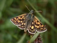 Chequered Skipper
