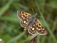Chequered Skipper