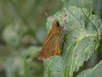 005-smallskipper3
