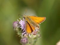 006-smallskipper4