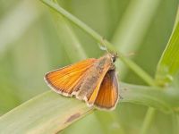 007-essexskipper