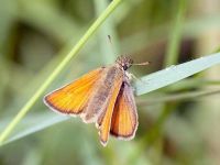 008-essexskipper2