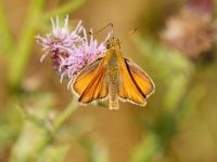 009-essexskipper3
