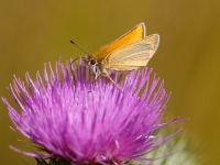 010-essexskipper4