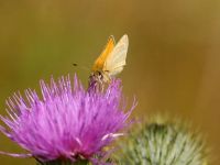 011-essexskipper5