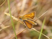 012-lulworthskipper