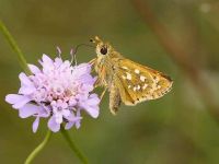 014-silver-spottedskipper