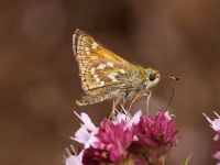 015-silver-spottedskipper2