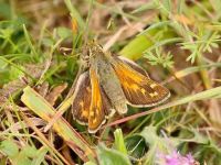 017-silver-spottedskipper4