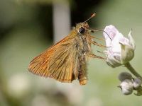 019-largeskipper2
