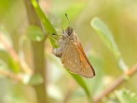 020-largeskipper3