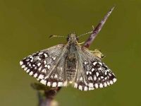 021-grizzledskipper