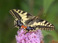 027-swallowtail2