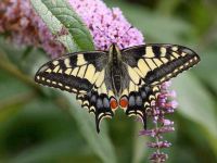 029-swallowtail4