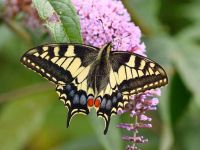 030-swallowtail5