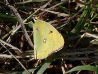 035-cloudedyellow2