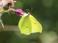 037-brimstone2