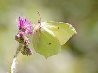 038-brimstone3
