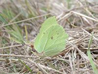 039-brimstone4