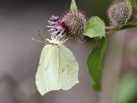 040-brimstone5