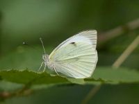 045-largewhite2